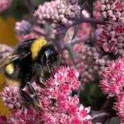 Scottish University study finds that bees think and problem-solve like humans