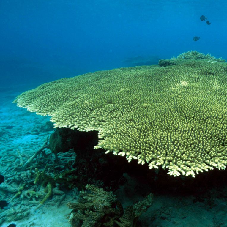 Help us save coral reefs