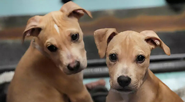 Two Dogs with Beautiful Eyes