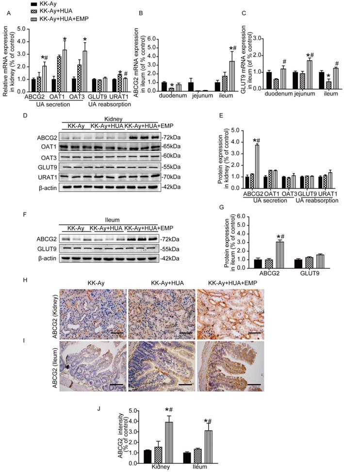 Int J Biol Sci Image