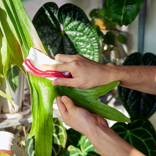 A man dusts off the leaves of a plant with a HILDEGUN dishcloth.