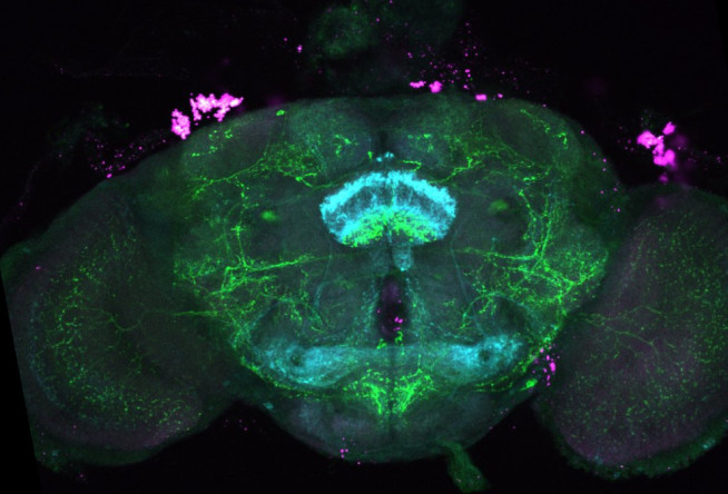transTango images in the Drosophila brain reveal neuronal connections of a new sleep-regulating gene