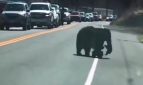 Τα «βάρη» της μητρότητας - Αρκούδα προσπαθεί να διασχίσει με τα ανυπάκουα μικρά της