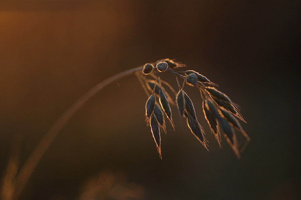 Spring wild oat