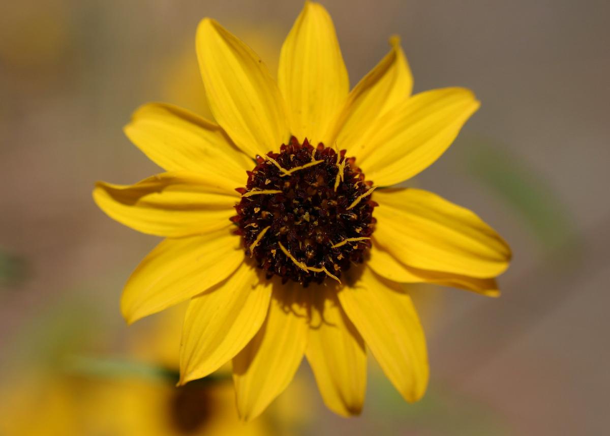 Helianthus exilis