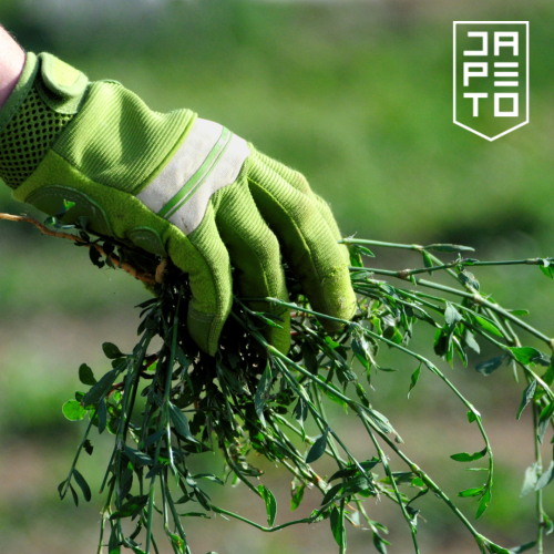 Mastering the art of Summer Weeding