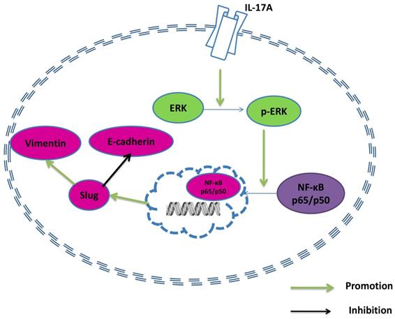 J Cancer Image