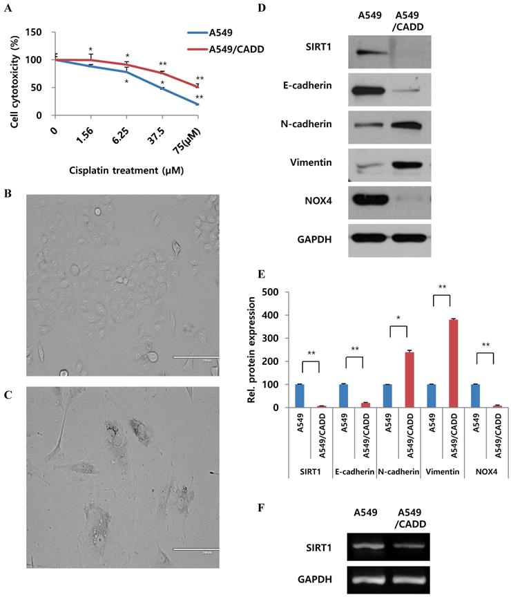 J Cancer Image