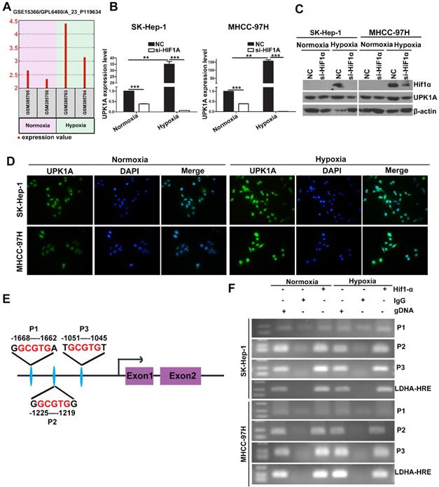 J Cancer Image