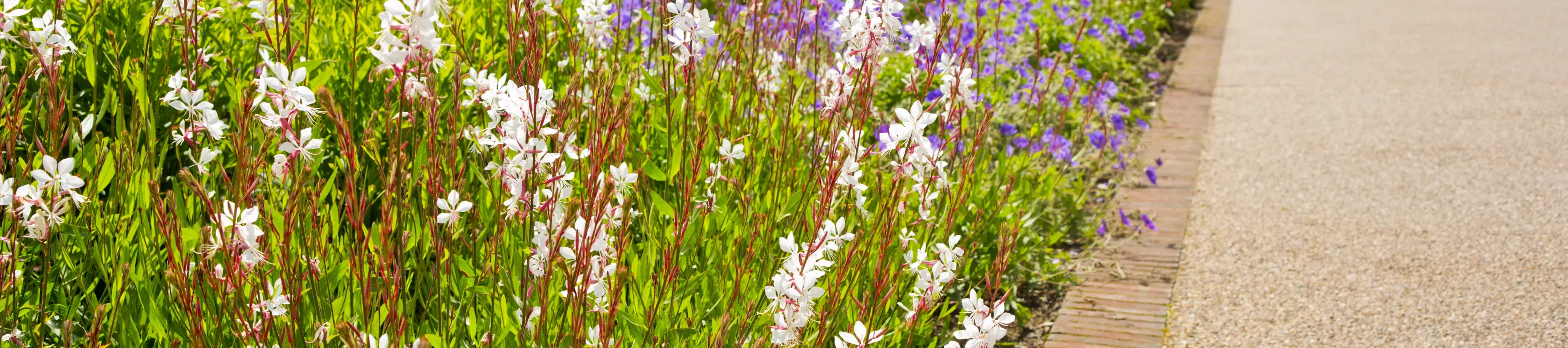 Flower beds at Broad Walk Borders