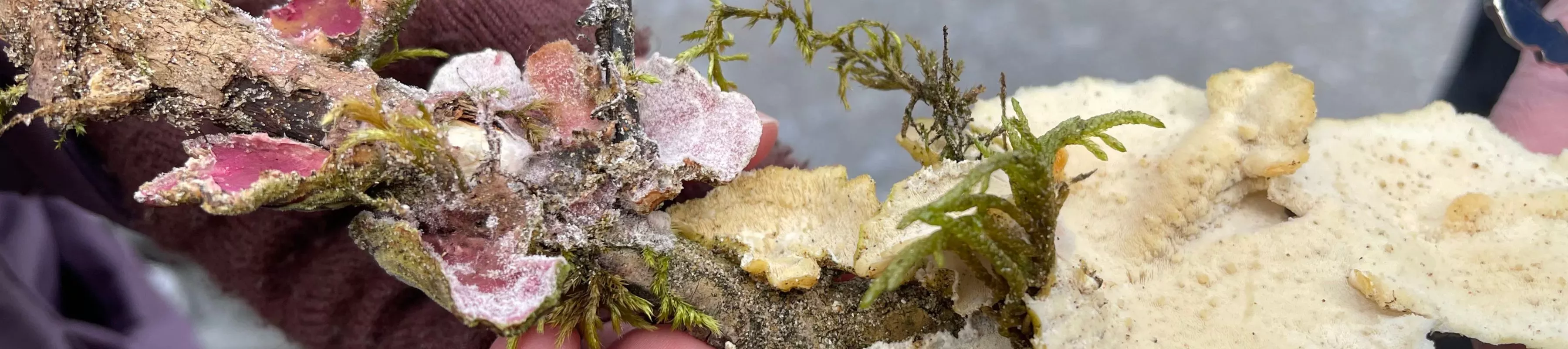 A stick covered in various different fungi