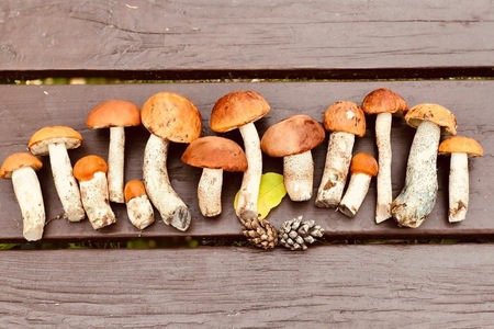 Сушенные грибы