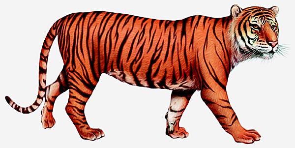 Tigre