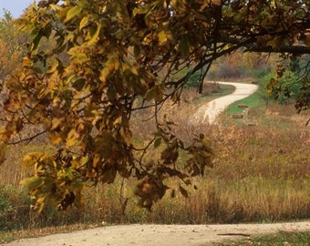 Tree_overhang_and_rolling_trail_(early_fall)_KK