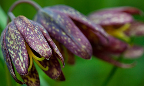 Chocolate Lily (Fritillaria biflora)