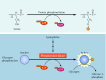 Figure 2.30. Protein phosphorylation.