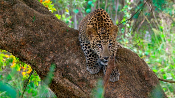 Im Urwald von Huai Kha Khaeng verbirgt sich ein ganz besonderer Schatz: Der junge Asiatische Leopard gehört zu den seltensten Raubkatzen der Welt und lebt nur noch in wenigen Gebieten Asiens. © NDR/doclights/Lion Mountain Media 