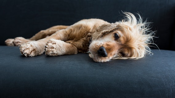 Ein freundlich ausschauender müder Cockerspaniel liegt auf einer Couch. © Colourbox Foto: Stefan Balk