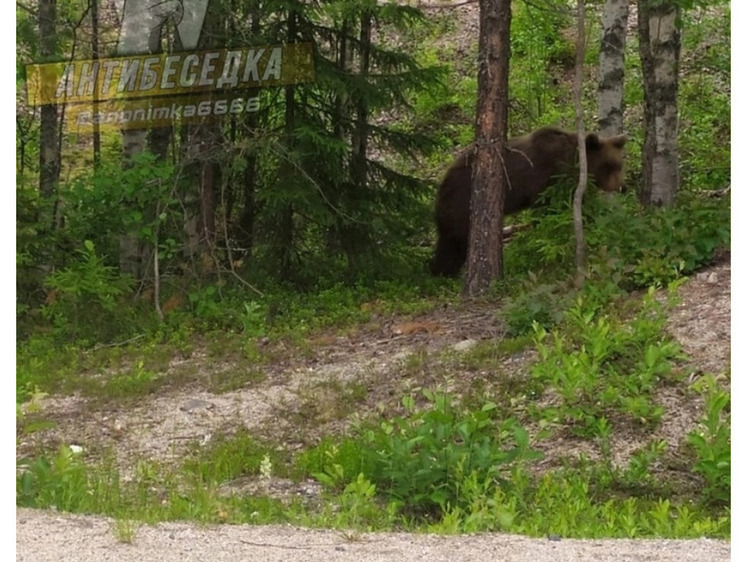 Изображение В Карелии тревожно  — к дачам вышел крупный медведь