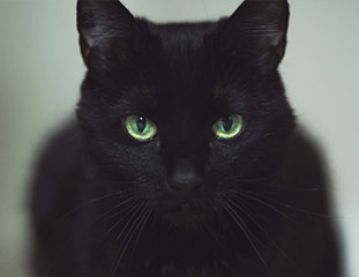 Black cat