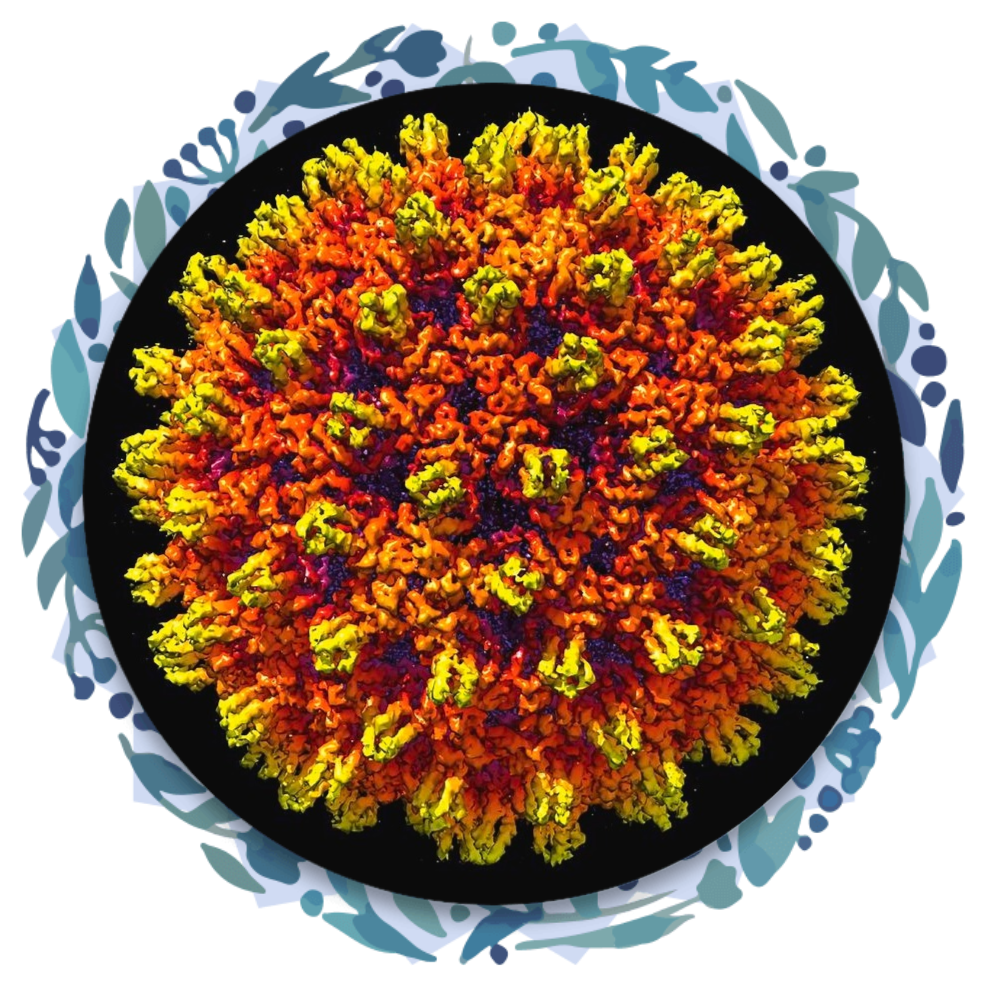 Вирусный гепатит В.png