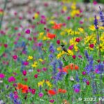 Wildflower-palooza at Ruthie Burrus Garden, part 1