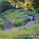 Prairie wildflower oasis at Native Texas Park in Dallas