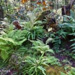 Amid the trees at Rhododendron Species Botanical Garden and Pacific Bonsai Museum