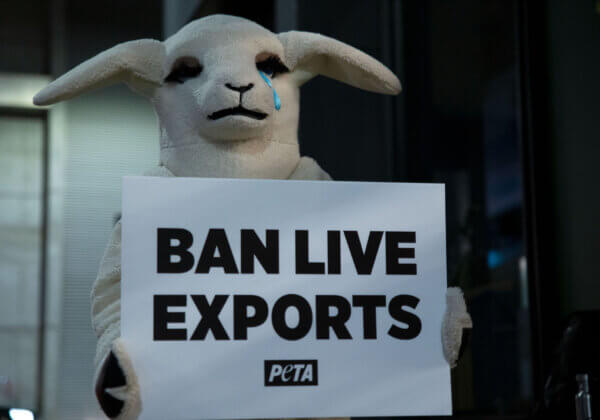 The Legislation to Ban Live-Sheep Exports Has Passed