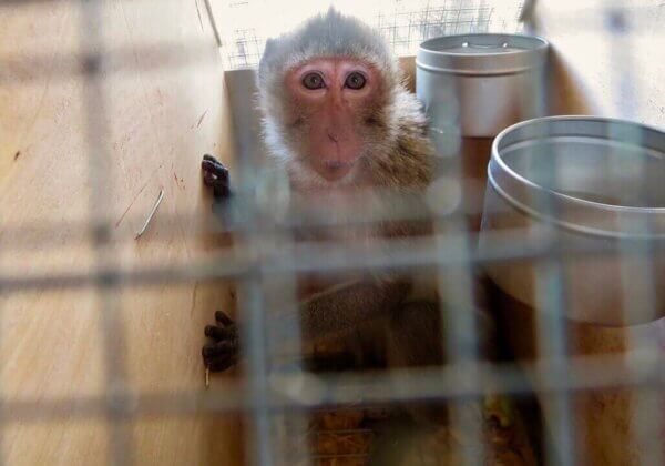 Act Now to Stop Ethiopian Airlines’ Monkey Shipments to U.S. Laboratories