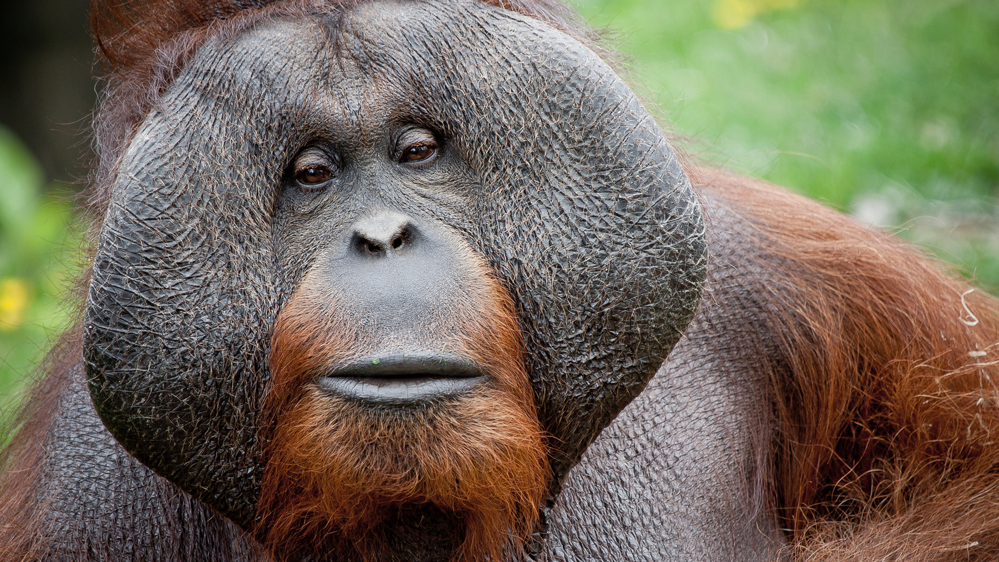 Bornean Orangutan