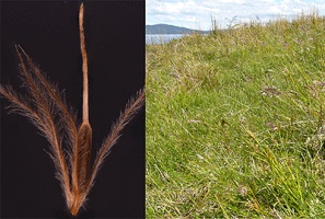 Photograph of Carpha schoenoides nutlet, and habit and habitat of this species in a herbland in Argentina.