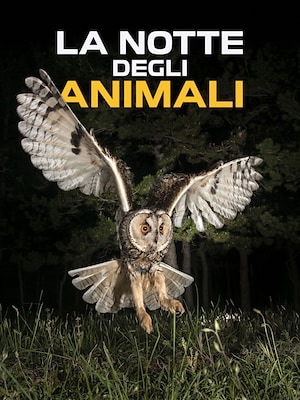 La notte degli animali - RaiPlay