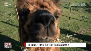 L'allevatrice di Alpaca - 06/02/2021 - RaiPlay