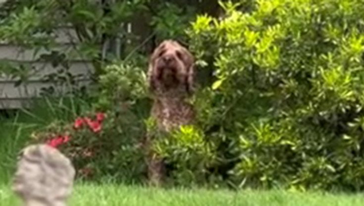 Si finge albero per non rientrare in casa: l'interpretazione del cane Moose è da attore navigato