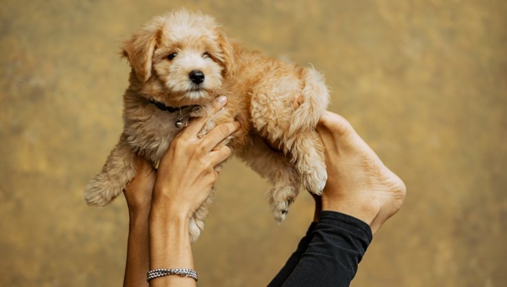 Il Ministero della Salute sul "puppy yoga": è illegale utilizzare i cuccioli di cane