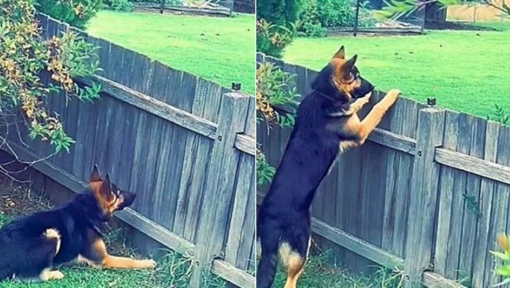 Il cane Yirri passa le giornate a fissare la staccionata di casa, il perché ti farà vedere doppio