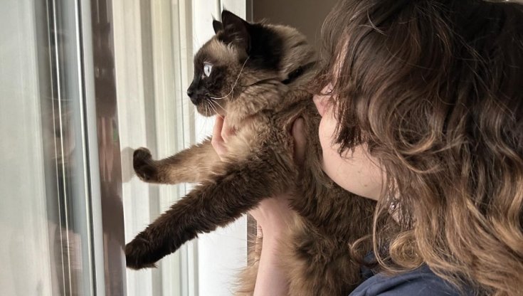 Il gatto Tribble miagola ogni sera alla stessa ora: il motivo ti sorprenderà