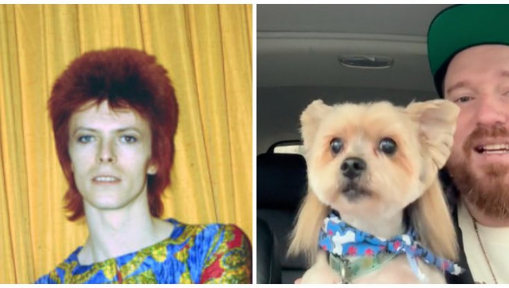 Con il nuovo taglio del pelo, il cane Biggie sembra un David Bowie in versione Anni 80