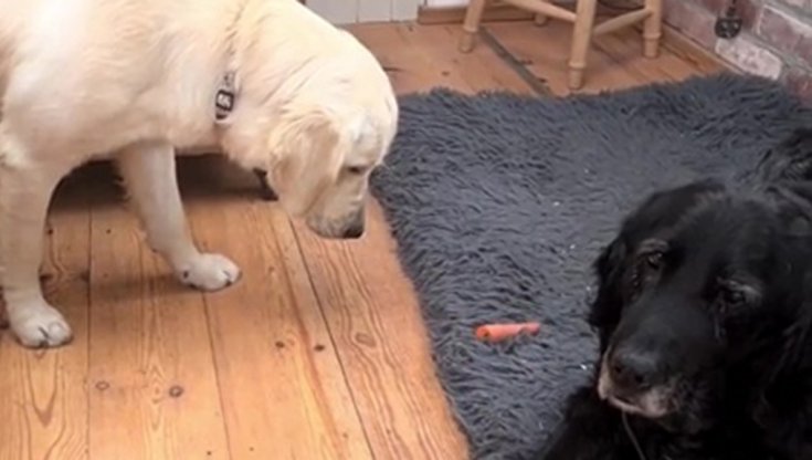 La mission impossibile del cane Minna per rubare una carota è tutta da ridere