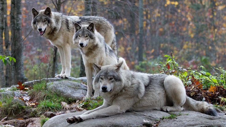 Francia, donna grave dopo l'aggressione di tre lupi in uno zoo. Faceva jogging in una zona per auto