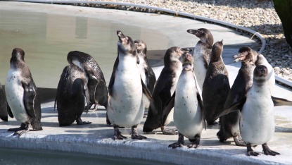 Die Pinguine fühlen sich sehr wohl