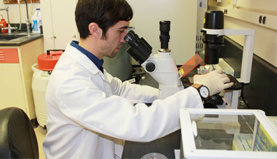 Researcher lookin into a microscope.