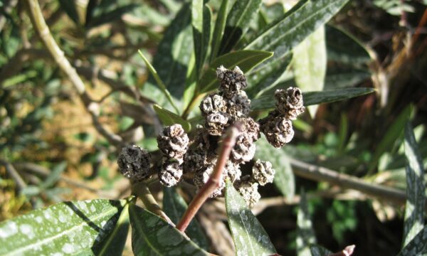 Bundle of bacteria on Oleander plant