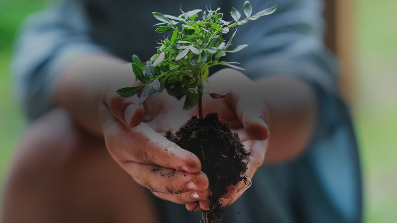 A person holding a plant sustainable