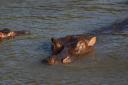 Trotting hippos can become airborne, scientists have said (Steve Parsons/PA)