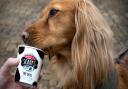 A pup enjoying some dog-friendly ice cream.