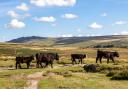 Cattle walking in Dartmoor National Park on a sunny September day, stock image.