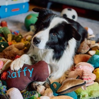 Border Collie mit Spielsachen