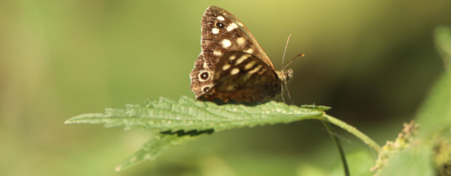 Butterfly on a leaf